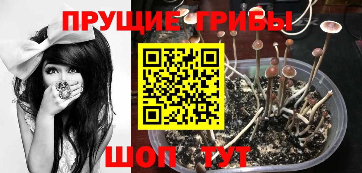 Псков  Псилоцибиновые грибы MAGIC MUSHROOMS  Вход с VPN  Псилоцибиновые грибы прущие грибы 
